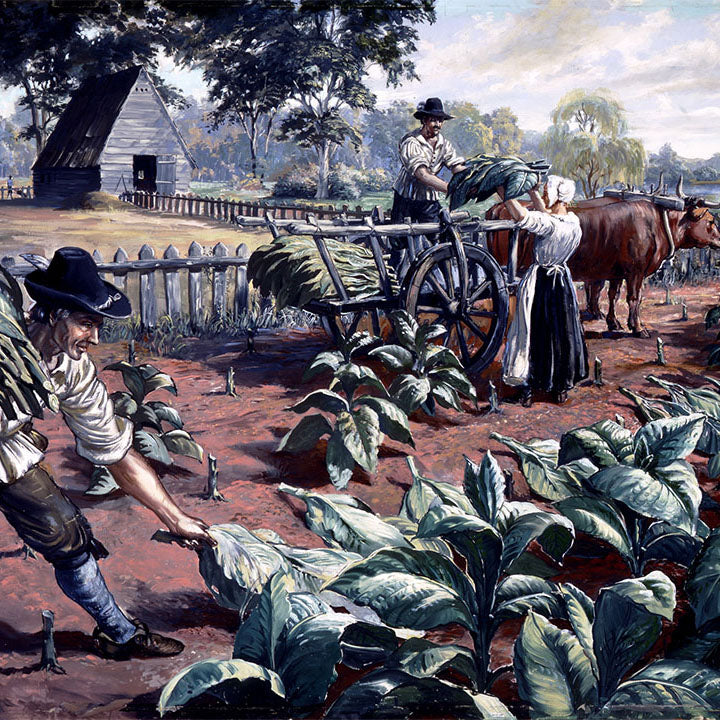 Tobacco Growing in Early America